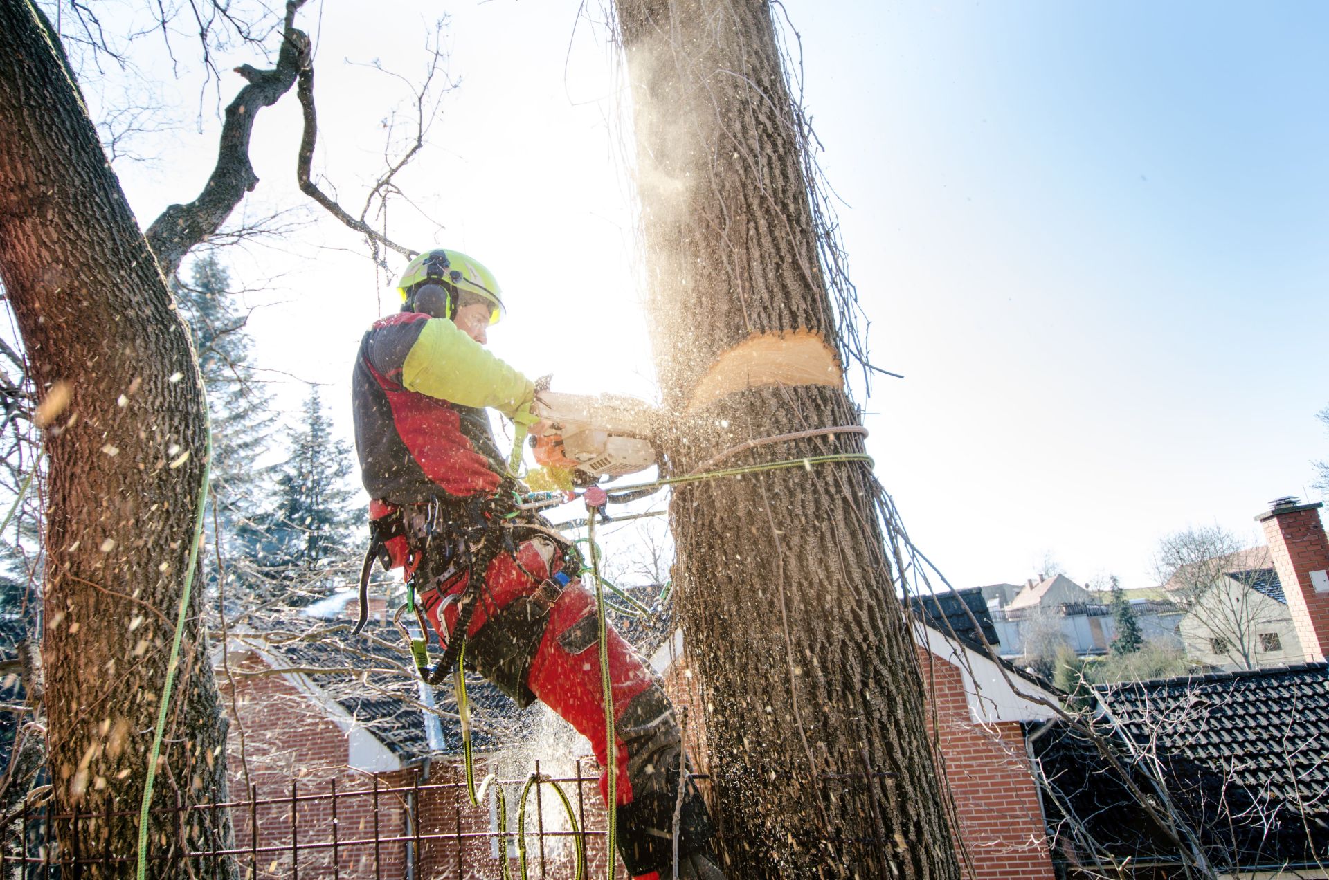 Arborist man cutting a branches with chainsaw and throw on a ground. The worker with helmet working at height on the trees. Lumberjack working with chainsaw during a nice sunny day. Tree and nature
