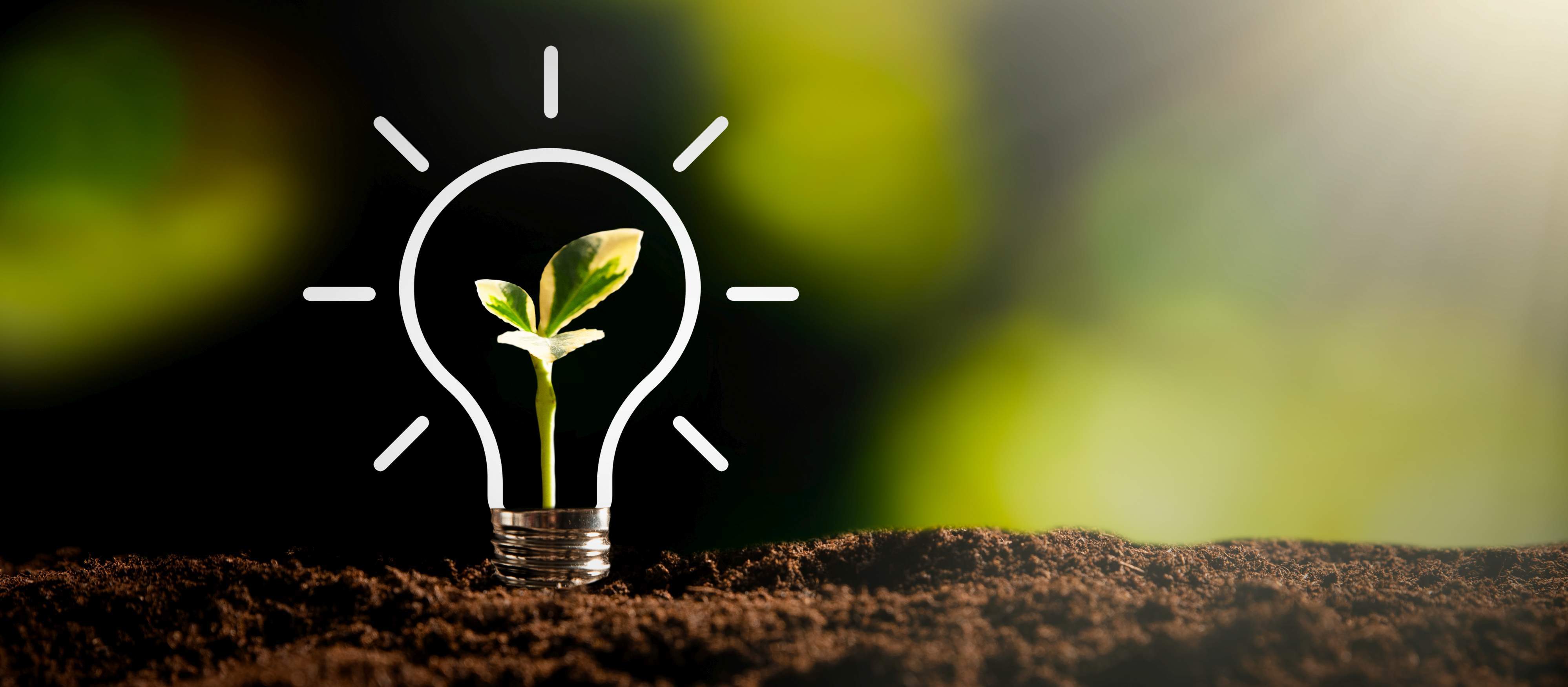 Kleine Pflanz in gezeichneter Glühbirne Kleine Pflanz in gezeichneter Glühbirne