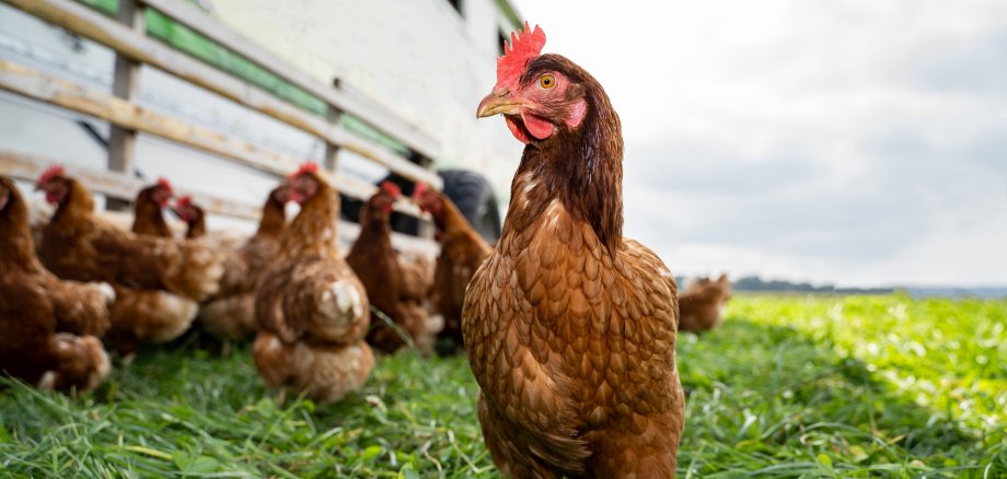 Nahaufnahme von einem braunen Huhn auf einer saftig grünen Kleegrasweide.