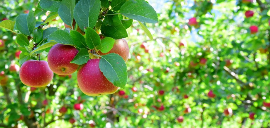 Reife rote Äpfel an Apfelbäumen auf einer Apfelwiesen kurz vor der Ernte.