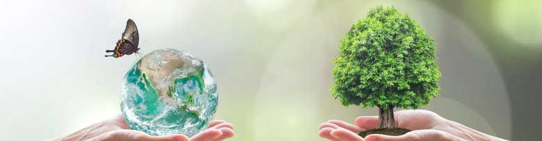 Baum und Erde Erde und Baum werden in den Händen gehalten