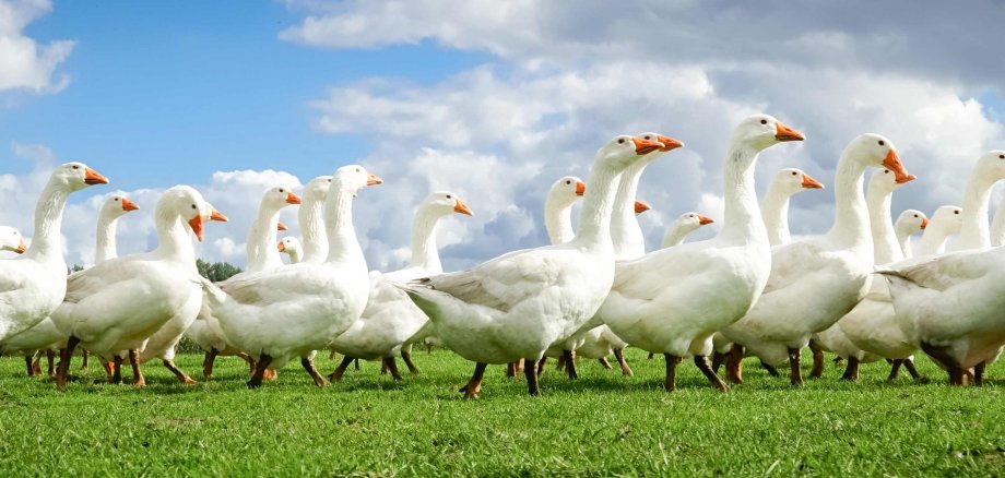 Gänse auf der Wiese in Bewegung