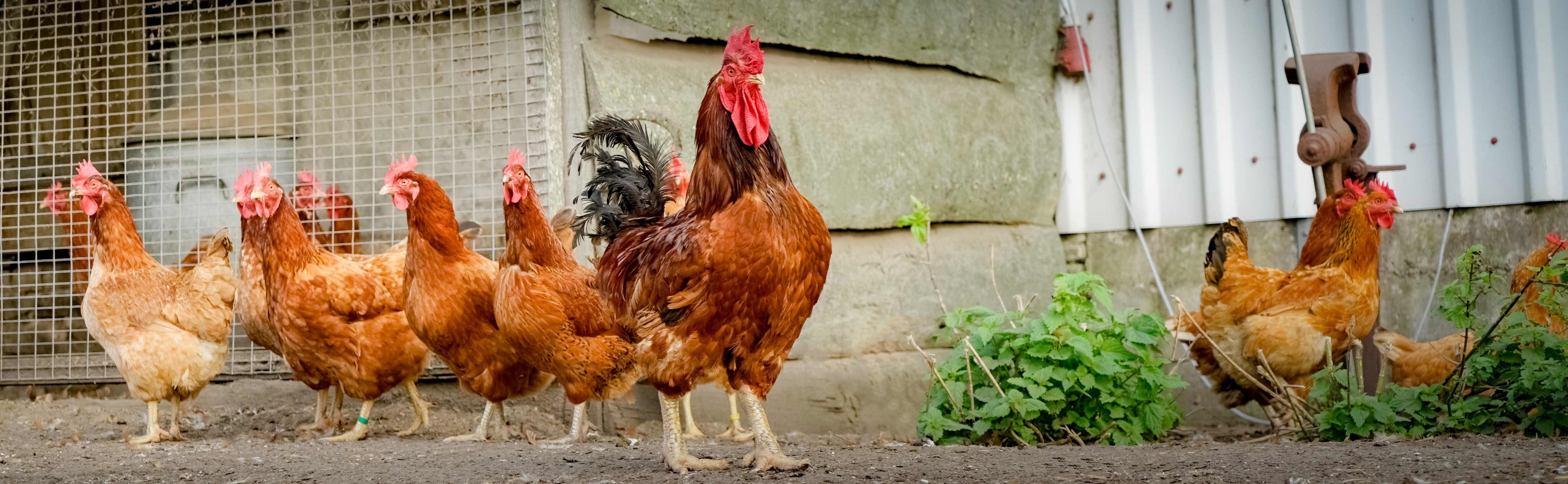 Hahn mit 5 Hennen läuft frei auf Hof.