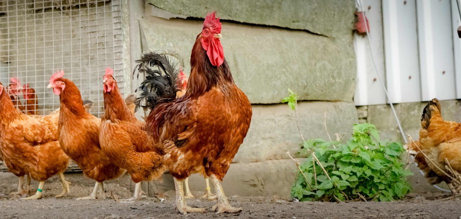 Hahn mit 5 Hennen läuft frei auf Hof.