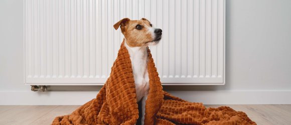 Ein kleiner Jack-Russel-Terrier sitzt in eine braune Decke gehüllt vor einem weißen Heizkörper.