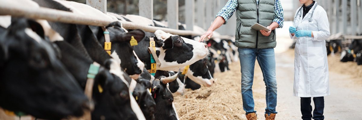 Landwirt und Tierärztin in einem Kuhstall