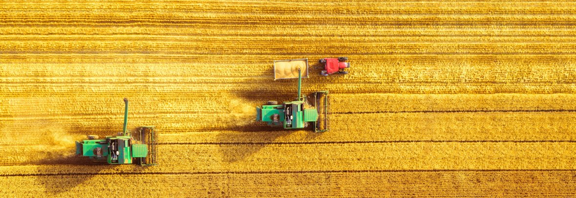 Luftaufnahme von zwei grünen Mähdreschern, die über ein goldgelbes Kornfeld fahren und es abernten.