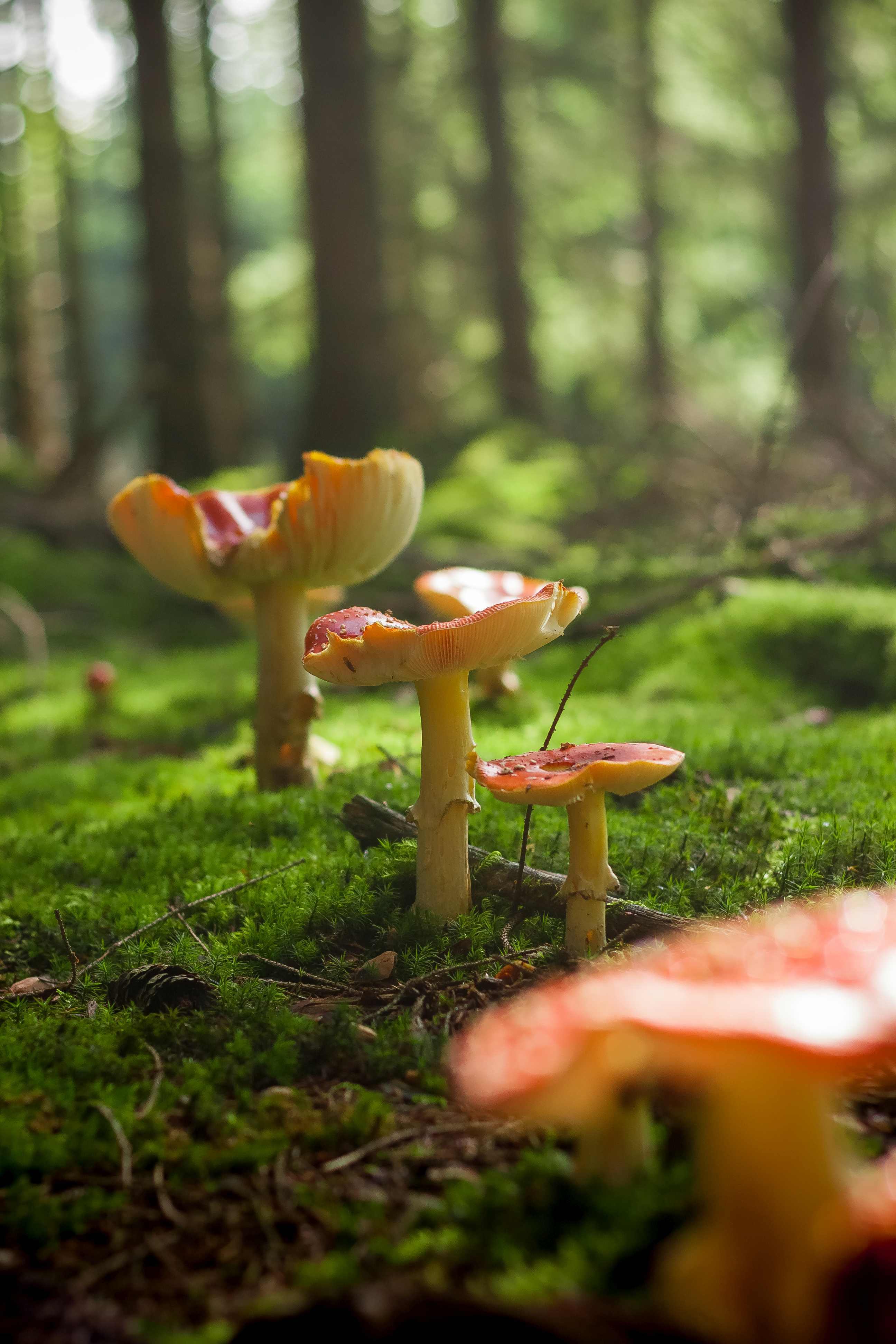 Vier braune Pilze, die auf Moos im Wald stehen.