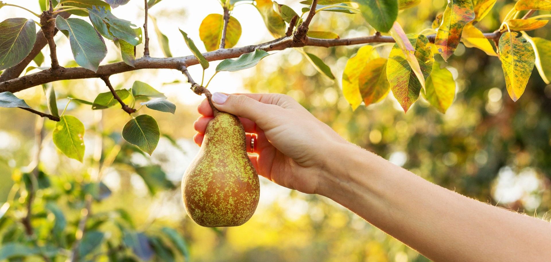 Eine Hand hält in einem Obstgarten eine Birne, die noch am Ast hängt.