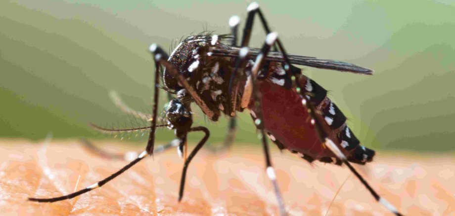 Eine Asiatische Tigermücke sitzt auf einem Menschen und saugt Blut.