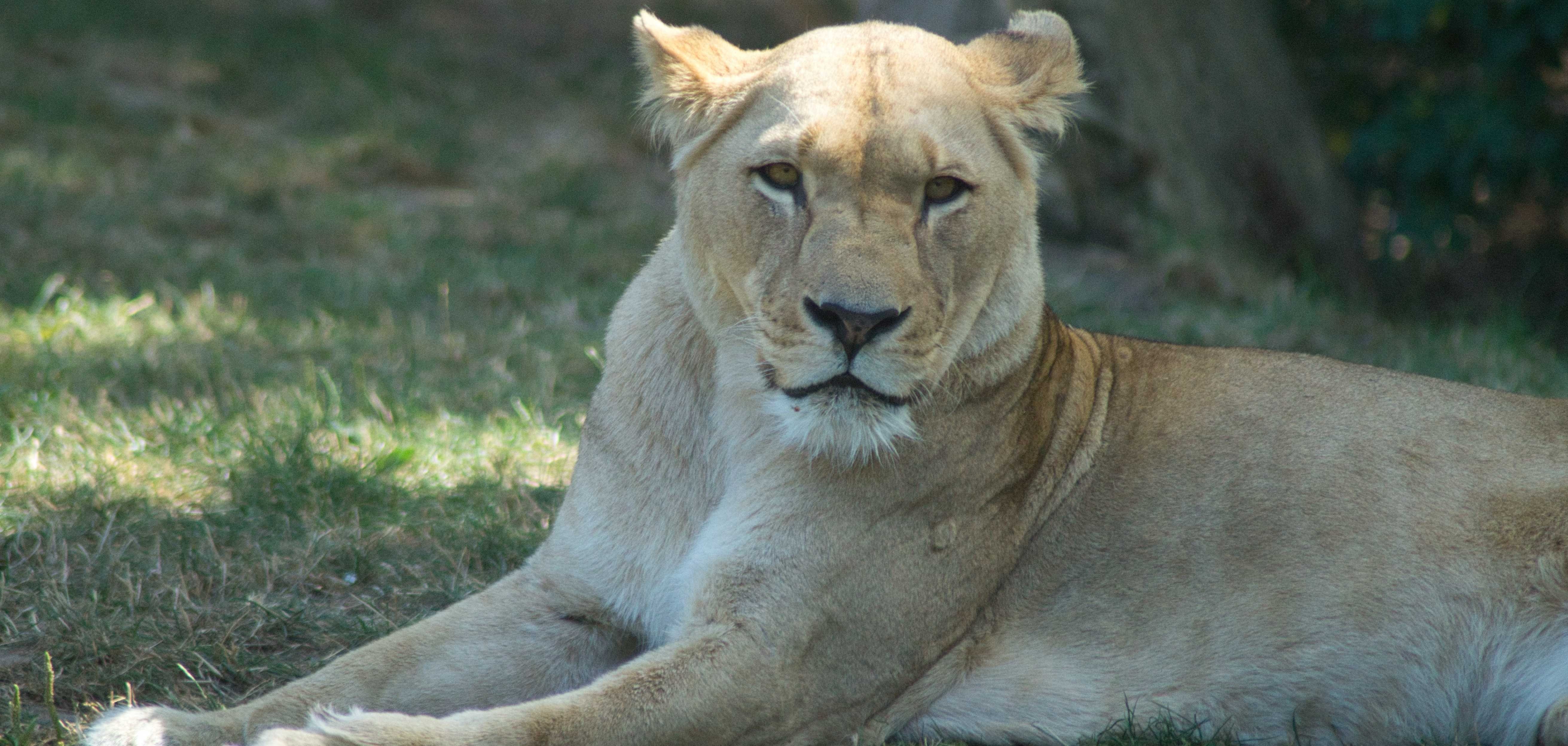 Liegende Löwin im Zoo Heidelberg.