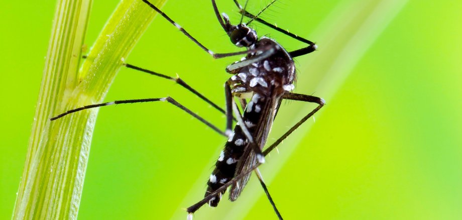 Asian Tiger Mosquito (Aedes albopictus)