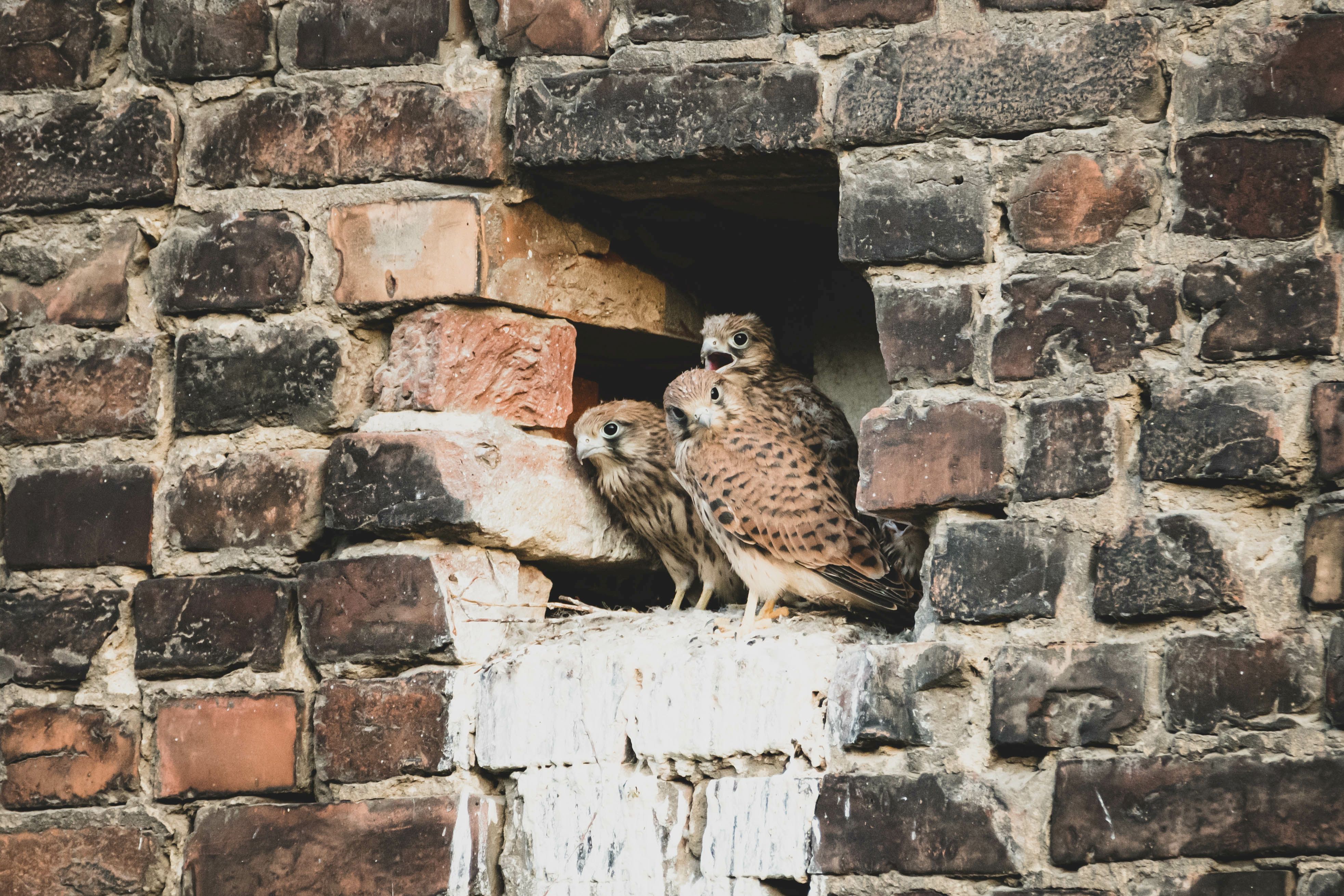 Turmfalken mit Nachwuchs Turmfalken mit Nachwuchs