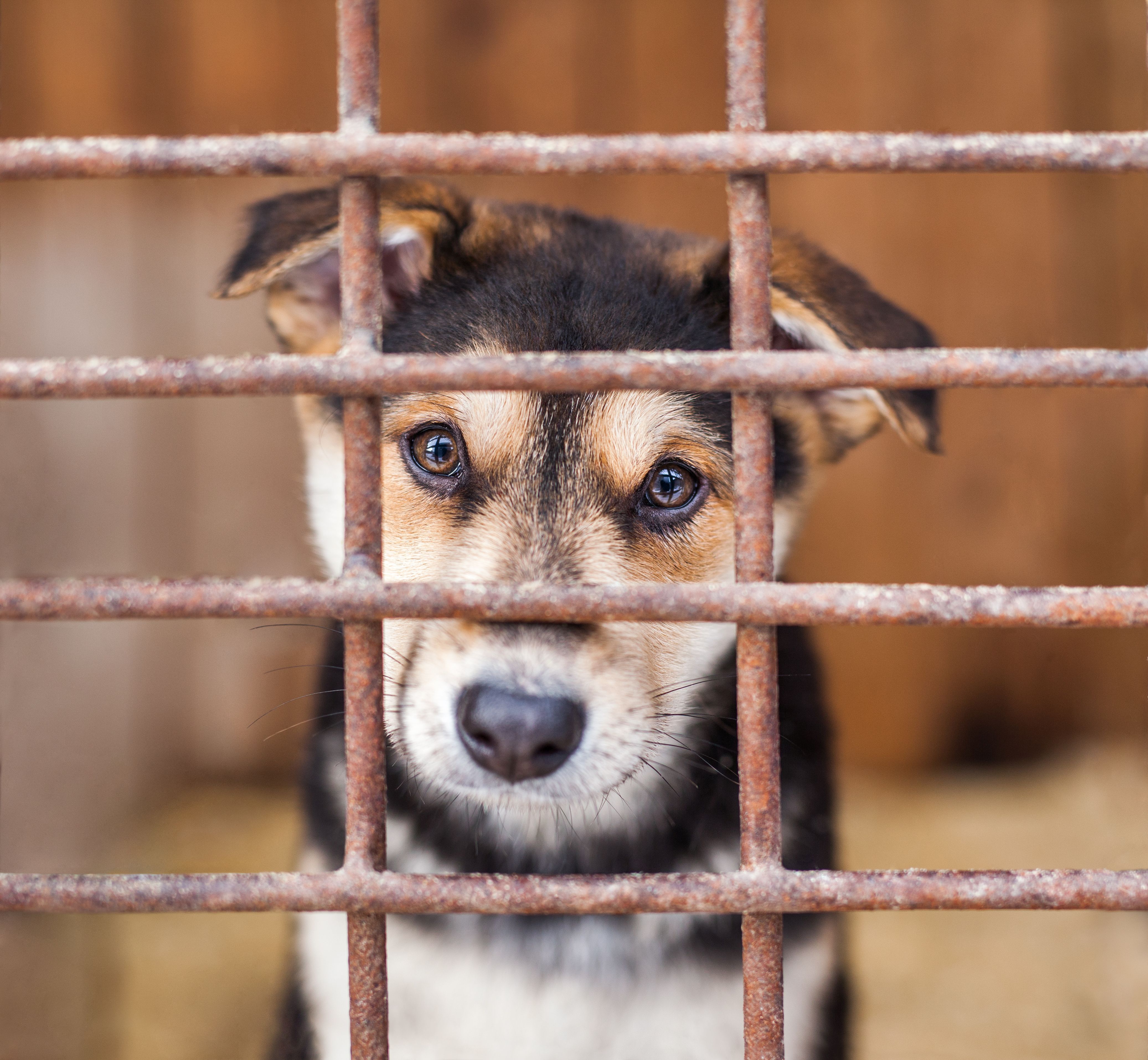 Shelter for homeless dogs, waiting for a new owner Shelter for homeless dogs, waiting for a new owner