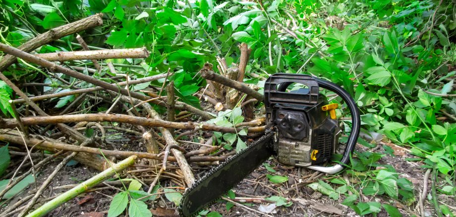 Rodungsarbeiten Ein Symbolbild für Rodungsarbeiten. Eine Kettensäge liegt vor Astschnitt auf dem Boden.