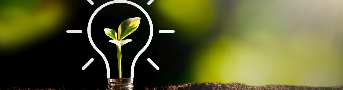 Kleine Pflanz in gezeichneter Glühbirne Kleine Pflanz in gezeichneter Glühbirne