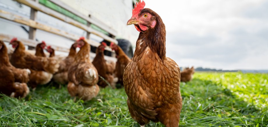 Nahaufnahme von einem braunen Huhn auf einer saftig grünen Kleegrasweide.