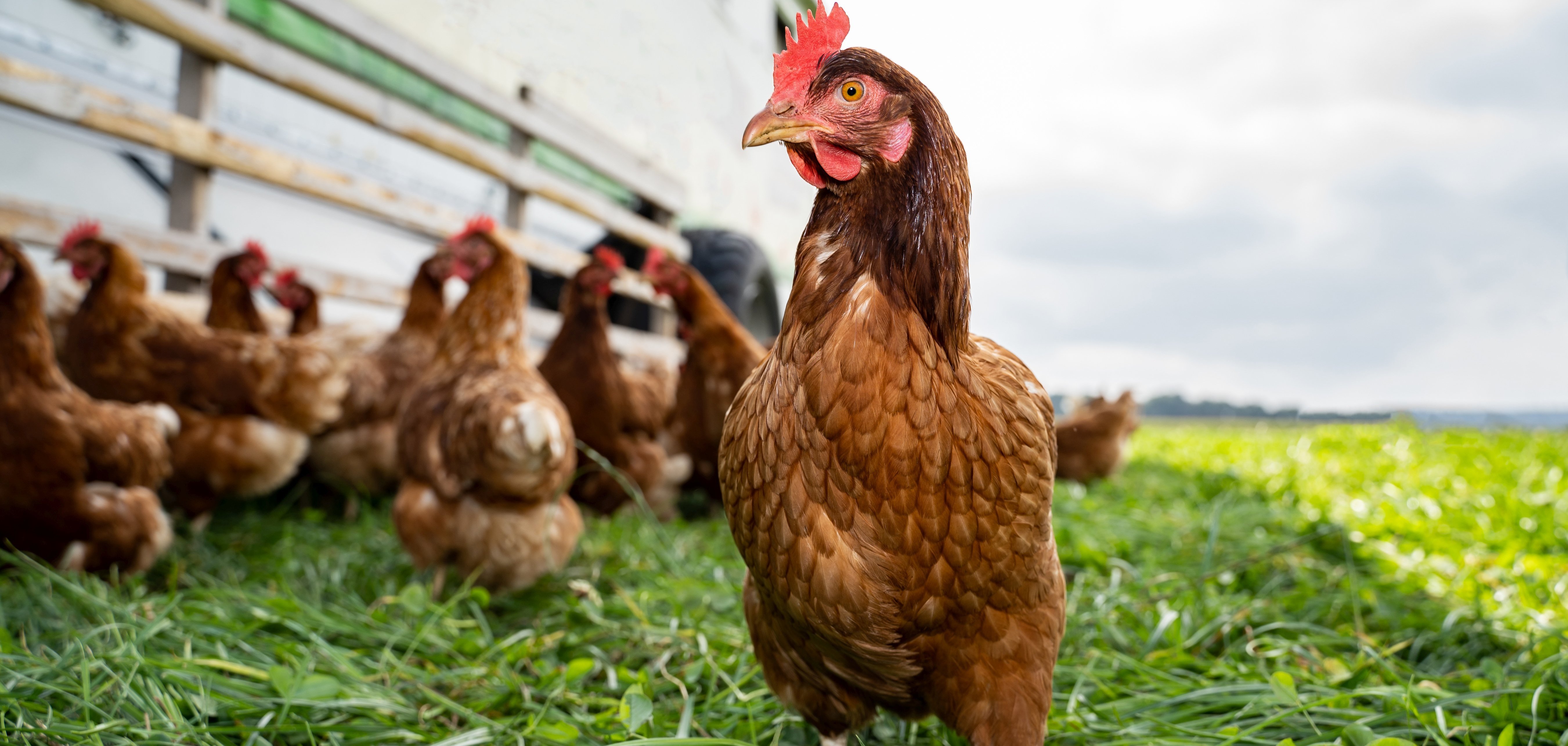 Hühner in Freilaufhaltung Nahaufnahme von einem braunen Huhn auf einer saftig grünen Kleegrasweide.