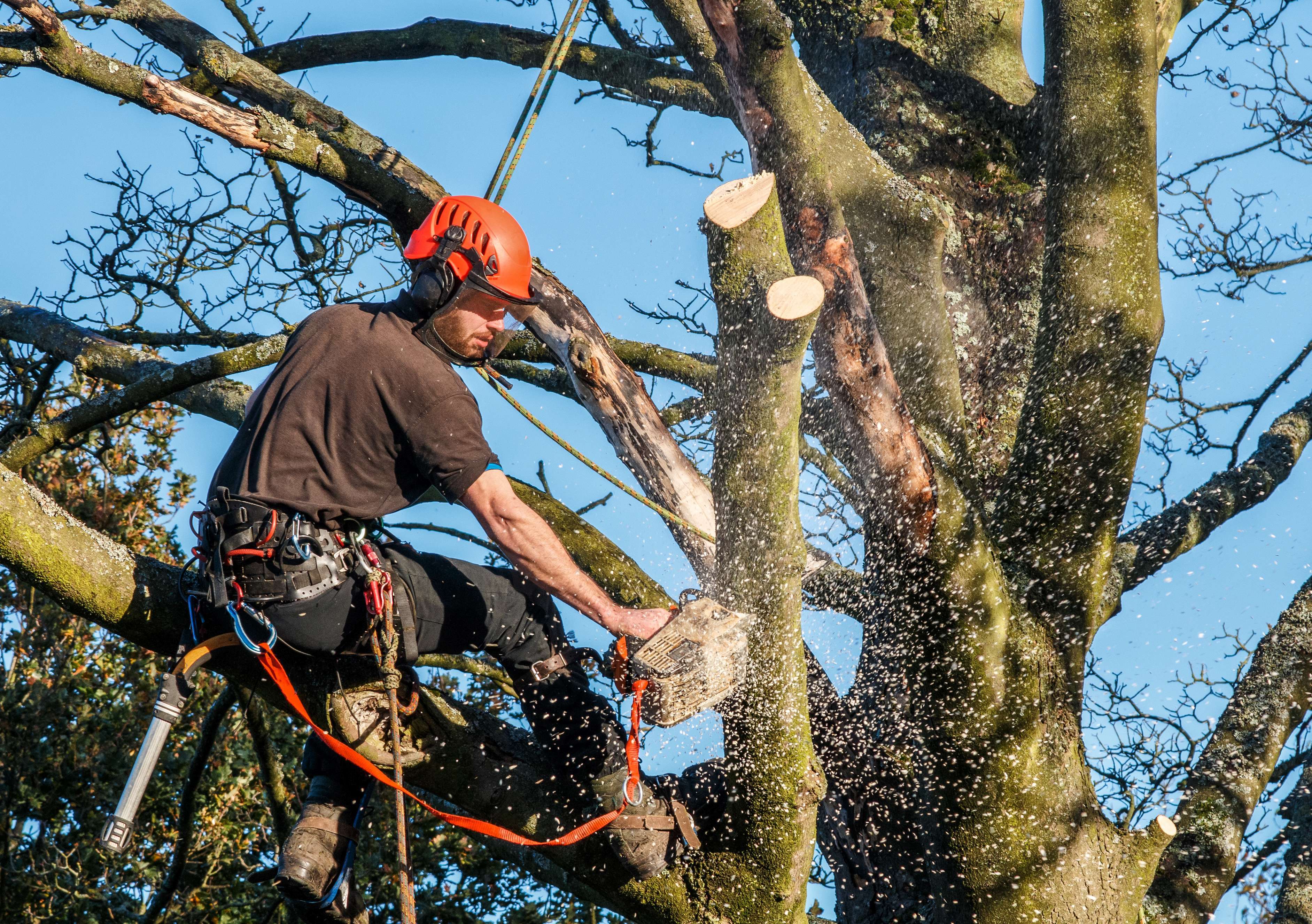 Schneidearbeiten im Baum Ein Baumpfleger in Sicherheitsmontur hängt angeseilt in einer Baumkrone, an der er Äste mit einer Kettensäge schneidet.