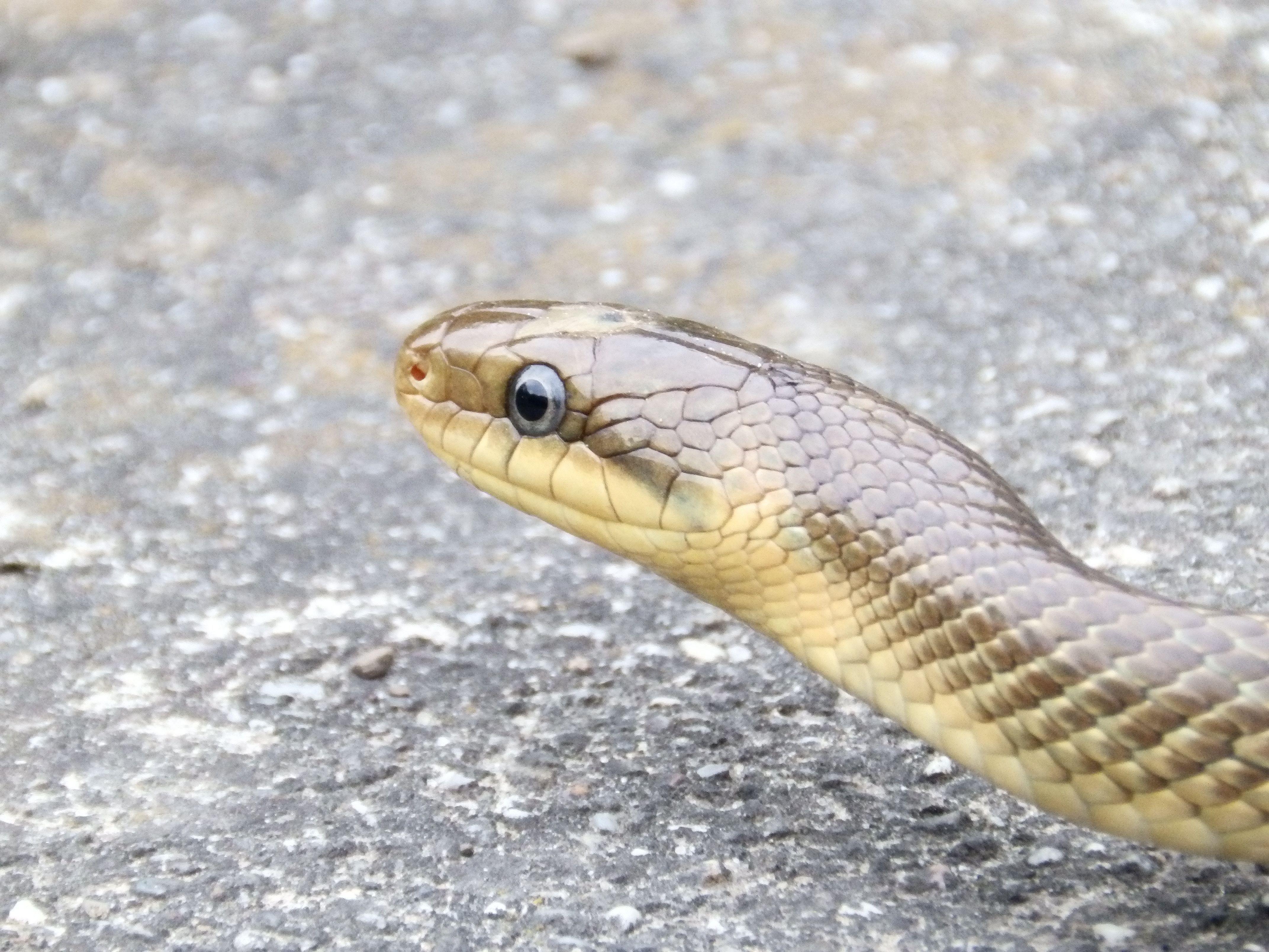 Äskulapnatter auf dem Boden