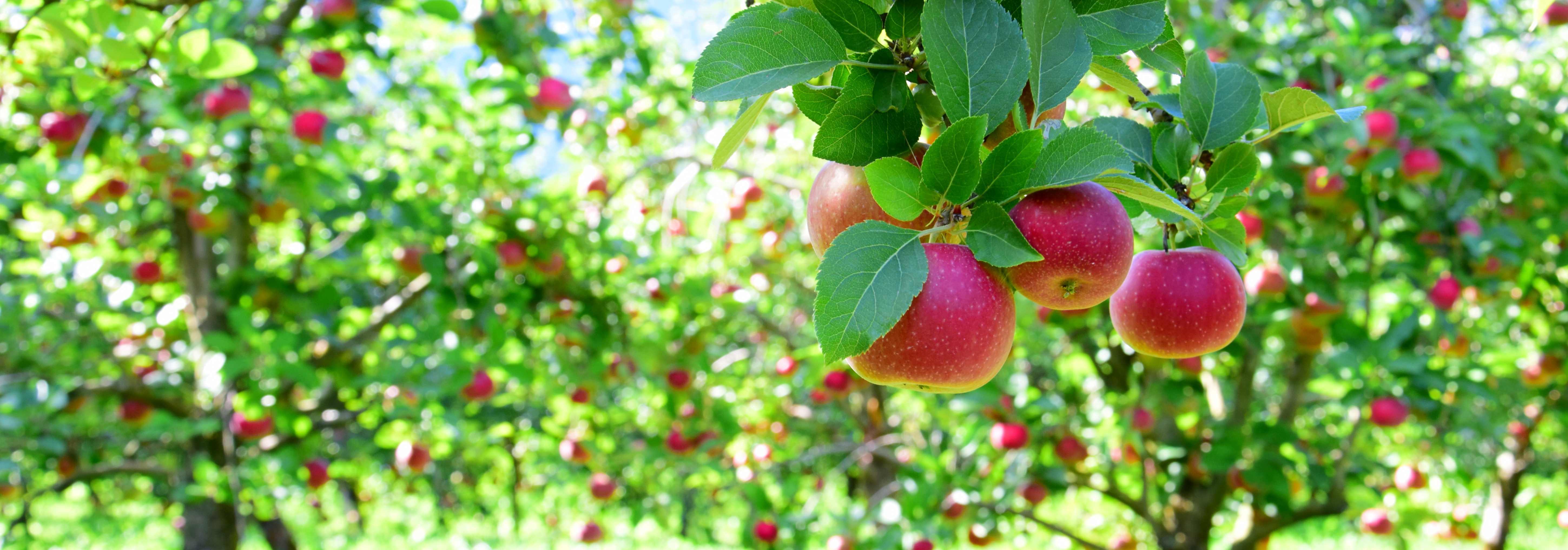 Apfelbaum2 Reife rote Äpfel an Apfelbäumen auf einer Apfelwiesen kurz vor der Ernte.