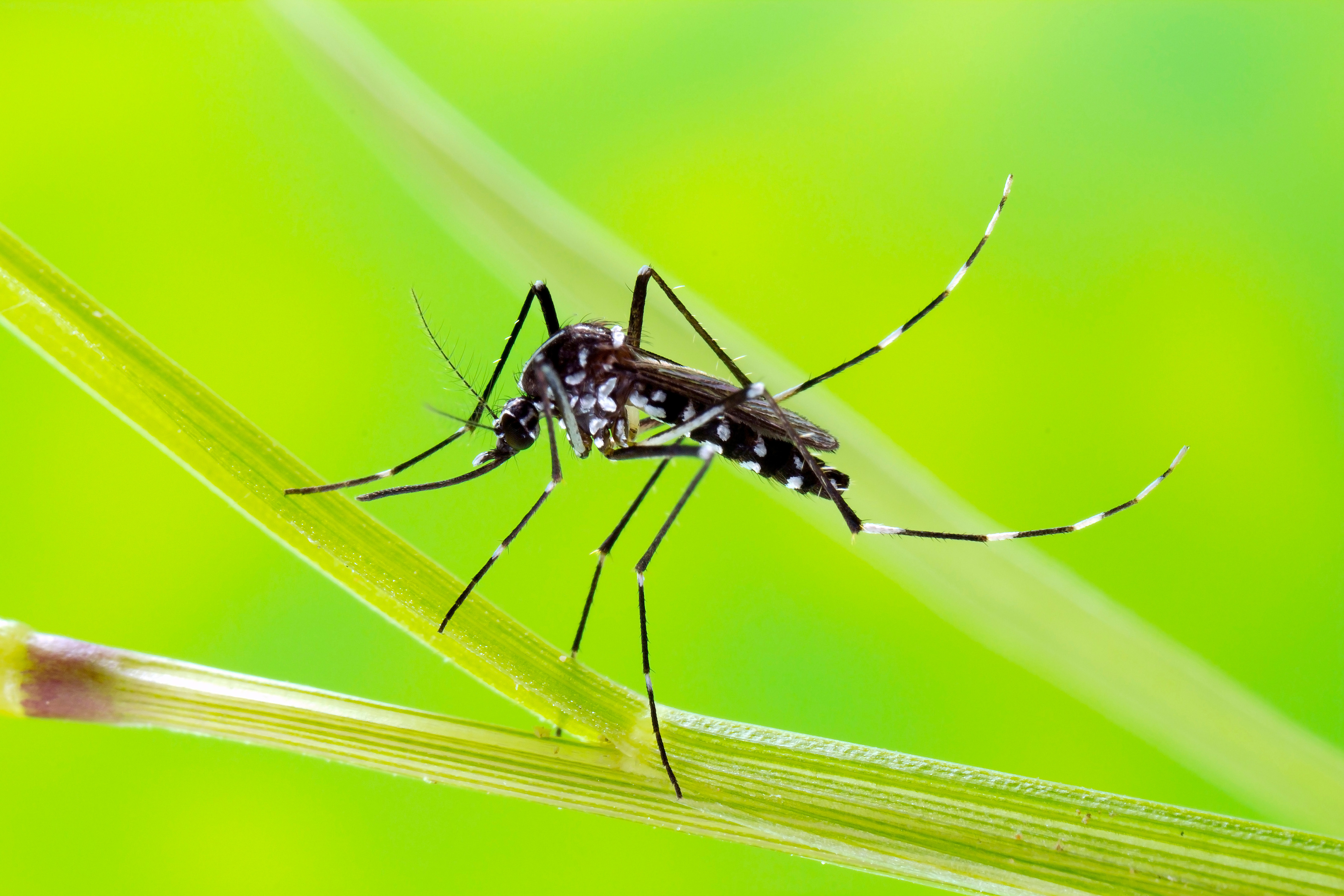 Asiatische Tigermücke Eine Asiatische Tigermücke sitzt auf einem Grashalm.