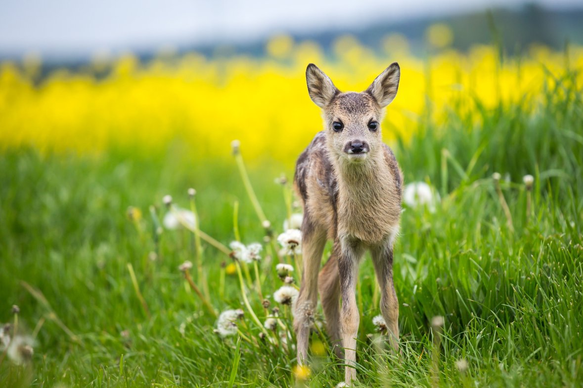Reh Ein Bambi steht auf einer Wiese