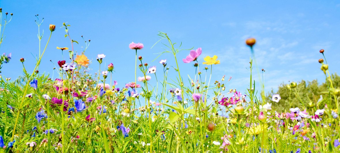 Blumenwiese 3 Nahaufnahme einer Wiese mit bunten Wildblumen, im Hintergrund sieht man einen hellblauen, wolkenlosen Himmel.