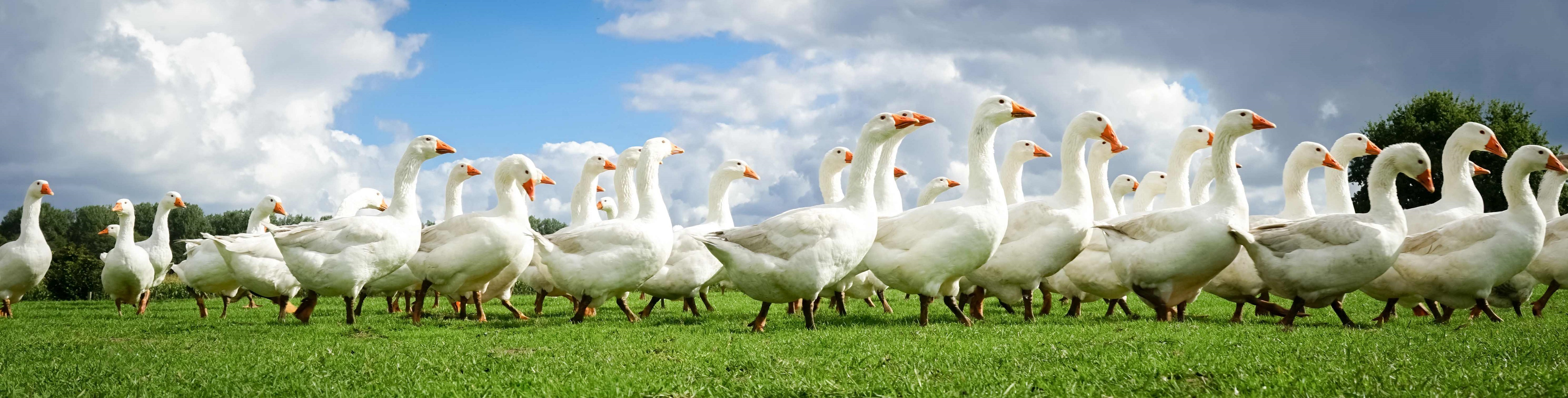 Gänse auf der Wiese in Bewegung