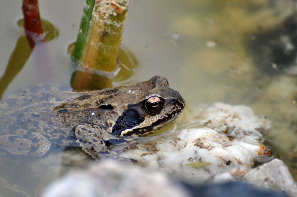 Grasfrosch Grasfrosch im Wasser