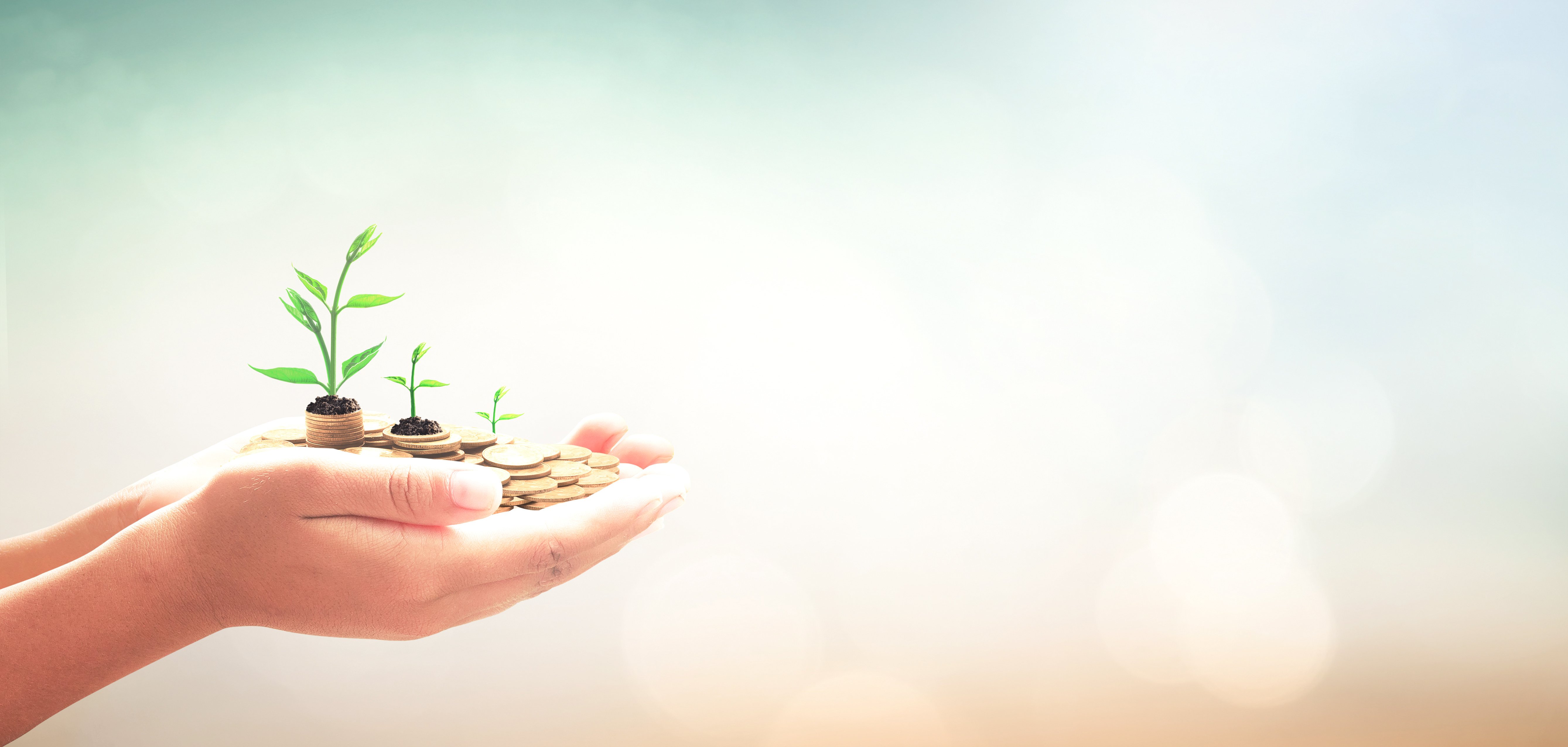 Invest and fund concept: Human hands save holding golden coin stack and small tree on blurred nature background. Zwei Hände halten einen Haufen Erde, aus dem Münzberge mit kleinen Pflanzen wachsen.