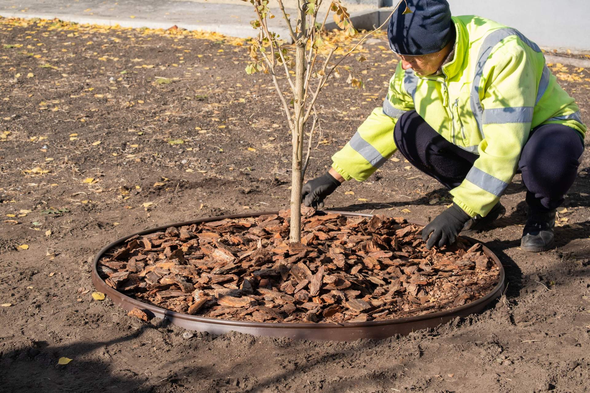 Ein Arbeiter pflanzt einen Baum.