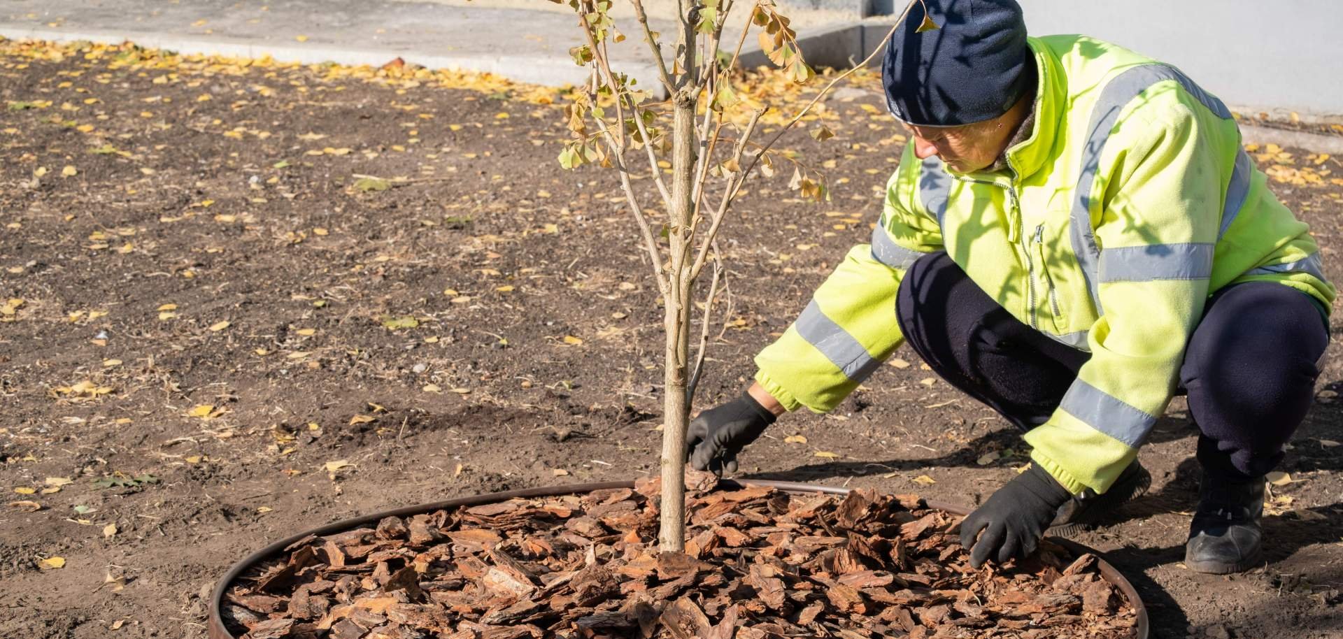 Ein Arbeiter pflanzt einen Baum.