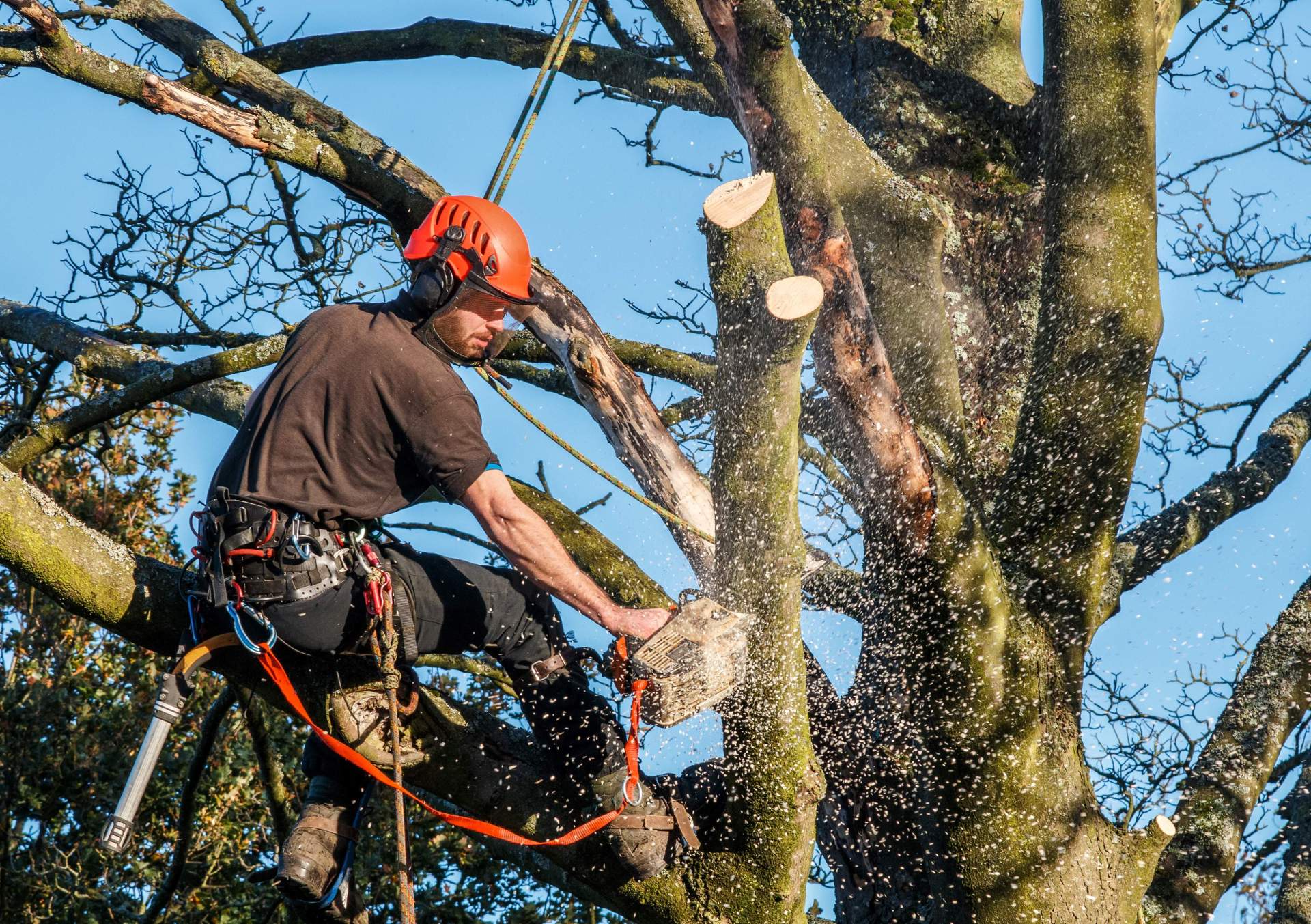 Ein Arbeiter sitzt auf einem Baum und sägt mit einer Kettensäge einige Äste ab.