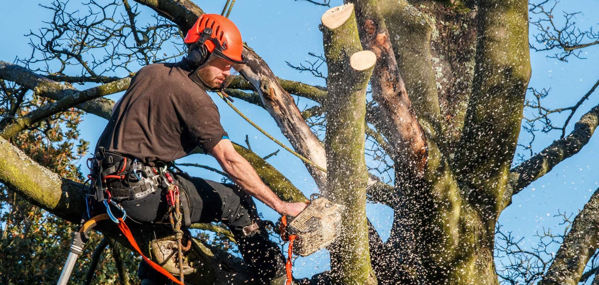 Ein Arbeiter sitzt auf einem Baum und sägt mit einer Kettensäge einige Äste ab.