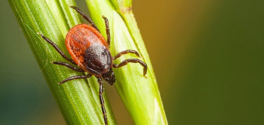 Eine Zecke sitzt auf einem Grashalm.