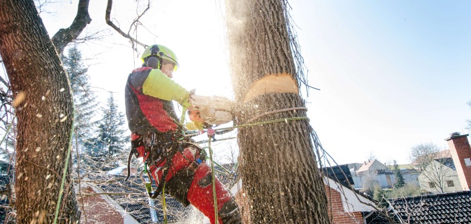 Ein Arbeiter hängt gesichert an einem Baum und fällt diesen mit einer Kettensäge.