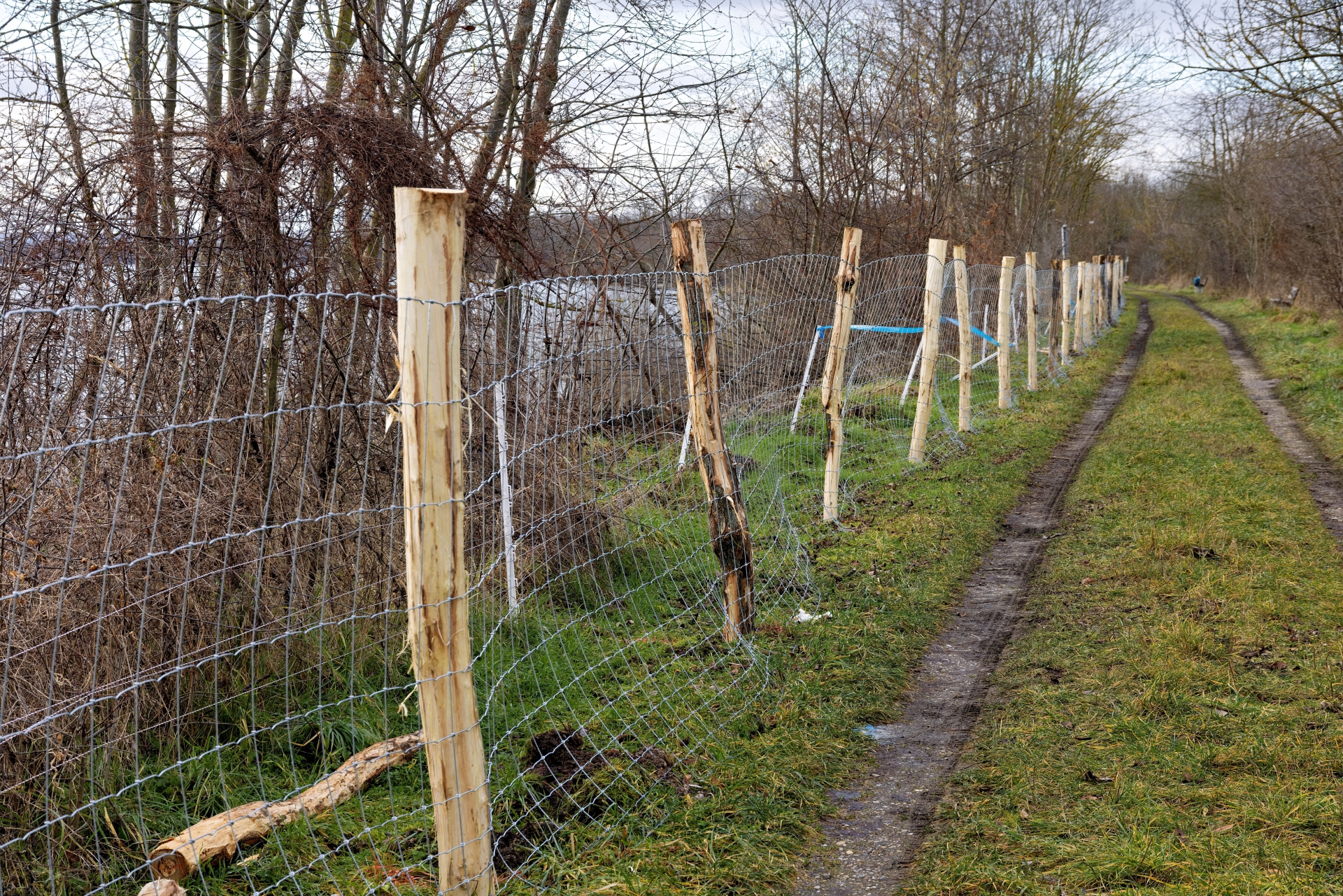 Digitale Zaunmeldung Ein Zaun an einem Waldstück.