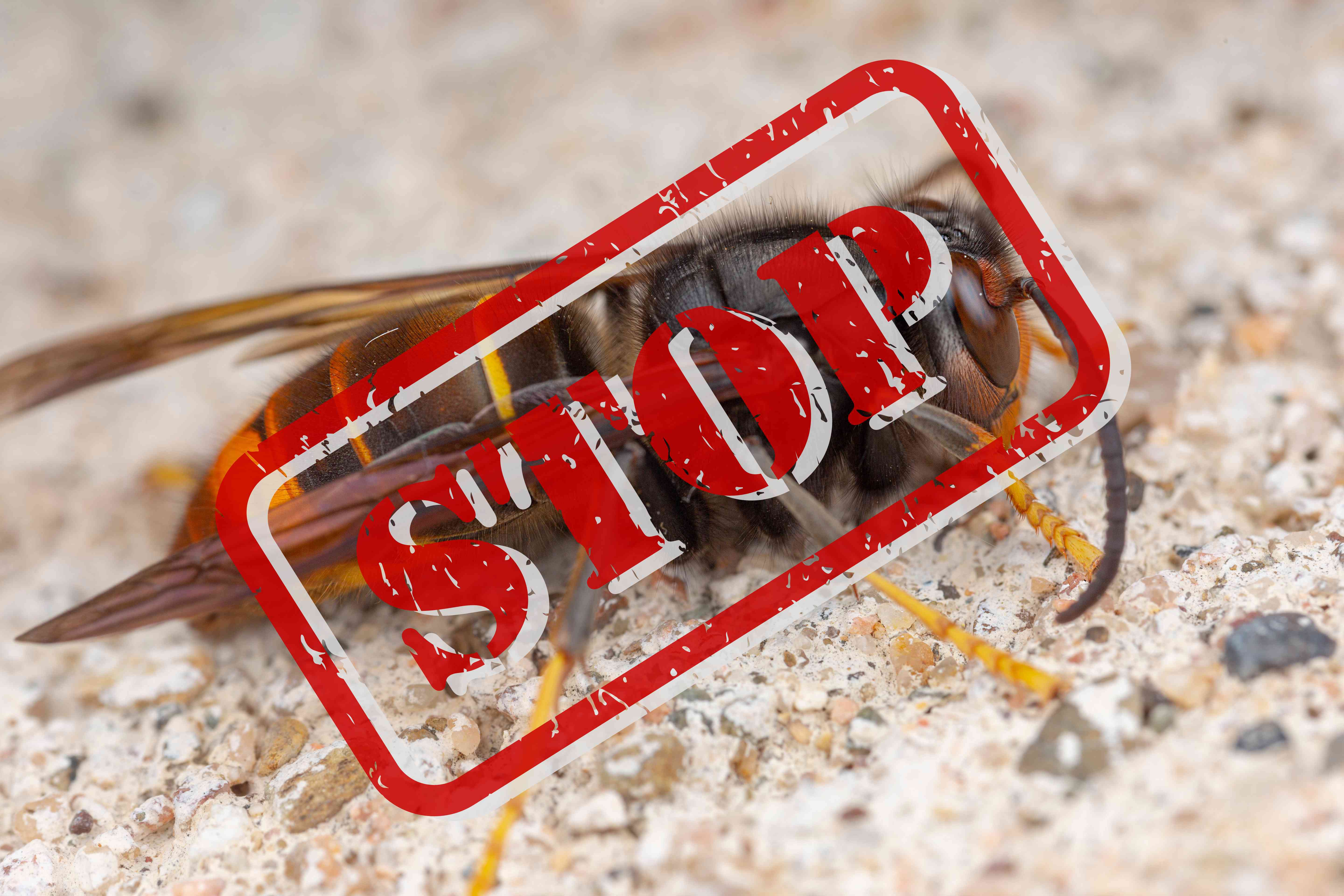 Die Asiatische Hornisse fühlt sich an der Bergstraße besonders wohl. Eine Asiatische Hornisse sitzt auf Steinboden. Über das Bild steht in großen, roten Buchstaben das Wort Stop.