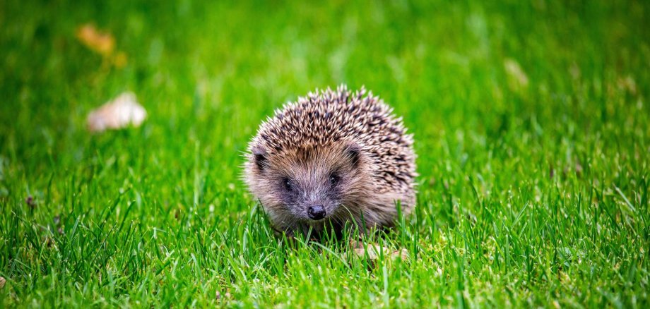 Ein Igel auf eine Wiese.