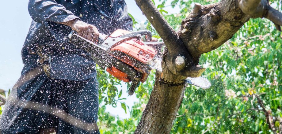 Ein Mann benutzt eine Kettensäge und sägt einen Ast eines Baumes ab.