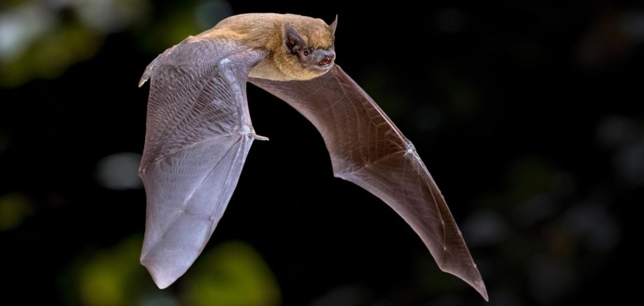 Fledermaustollwut Eine Fledermaus im Flug in einem Wald.