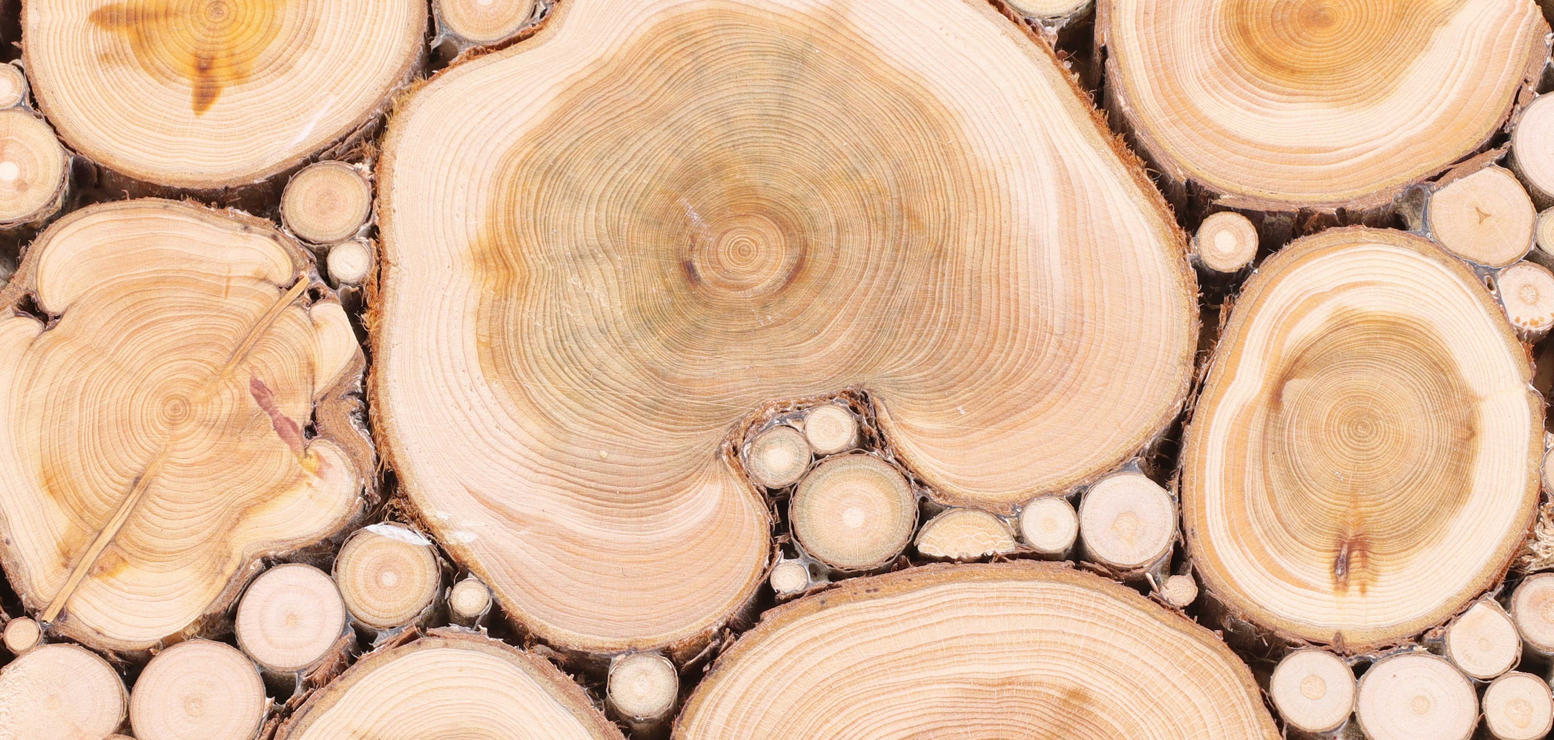 Der Kreis Bergstraße und der Industrieverband Haus-, Heiz- und Küchentechnik e.V. laden zu einem kostenlosen Webinar ein, um Tipps zum effizienten und kostensparenden Heizen mit Holz zu geben. Mehrere aufgeschnittene Baumstupfe nebeneinander.