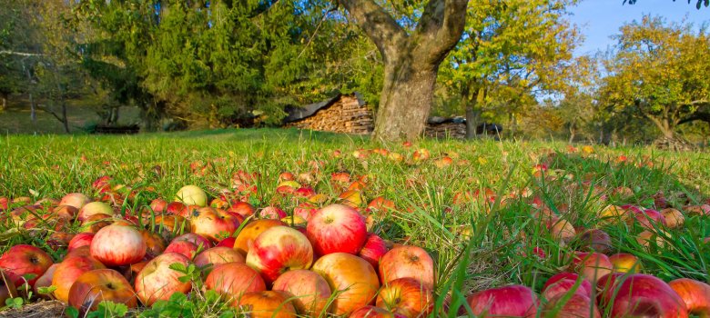 Rote Äpfel liegen auf einer Streuobstwiese im Gras.