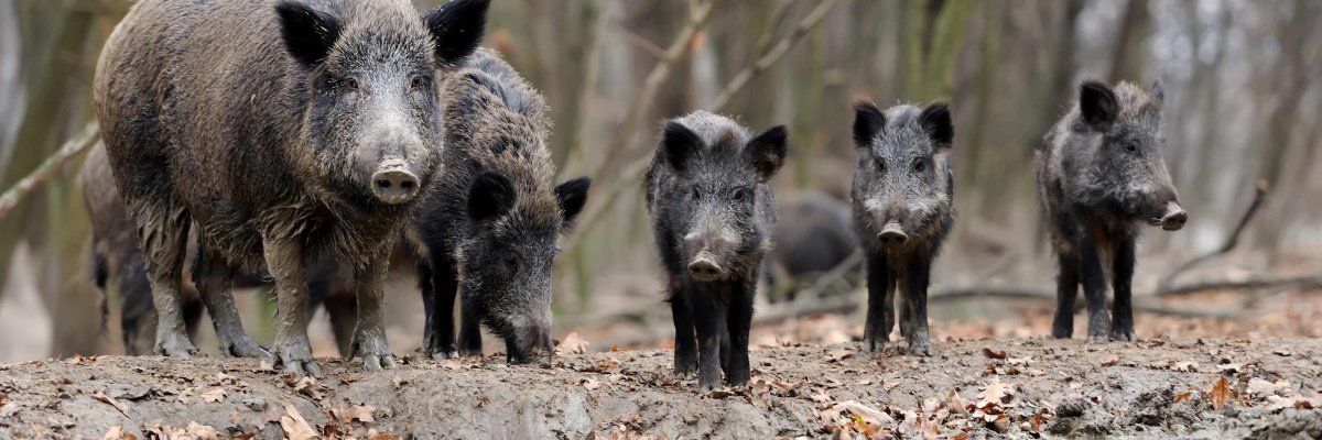 Wildschweine in einem herbstlichen Wald
