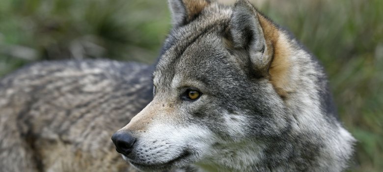 Europäischer Wolf