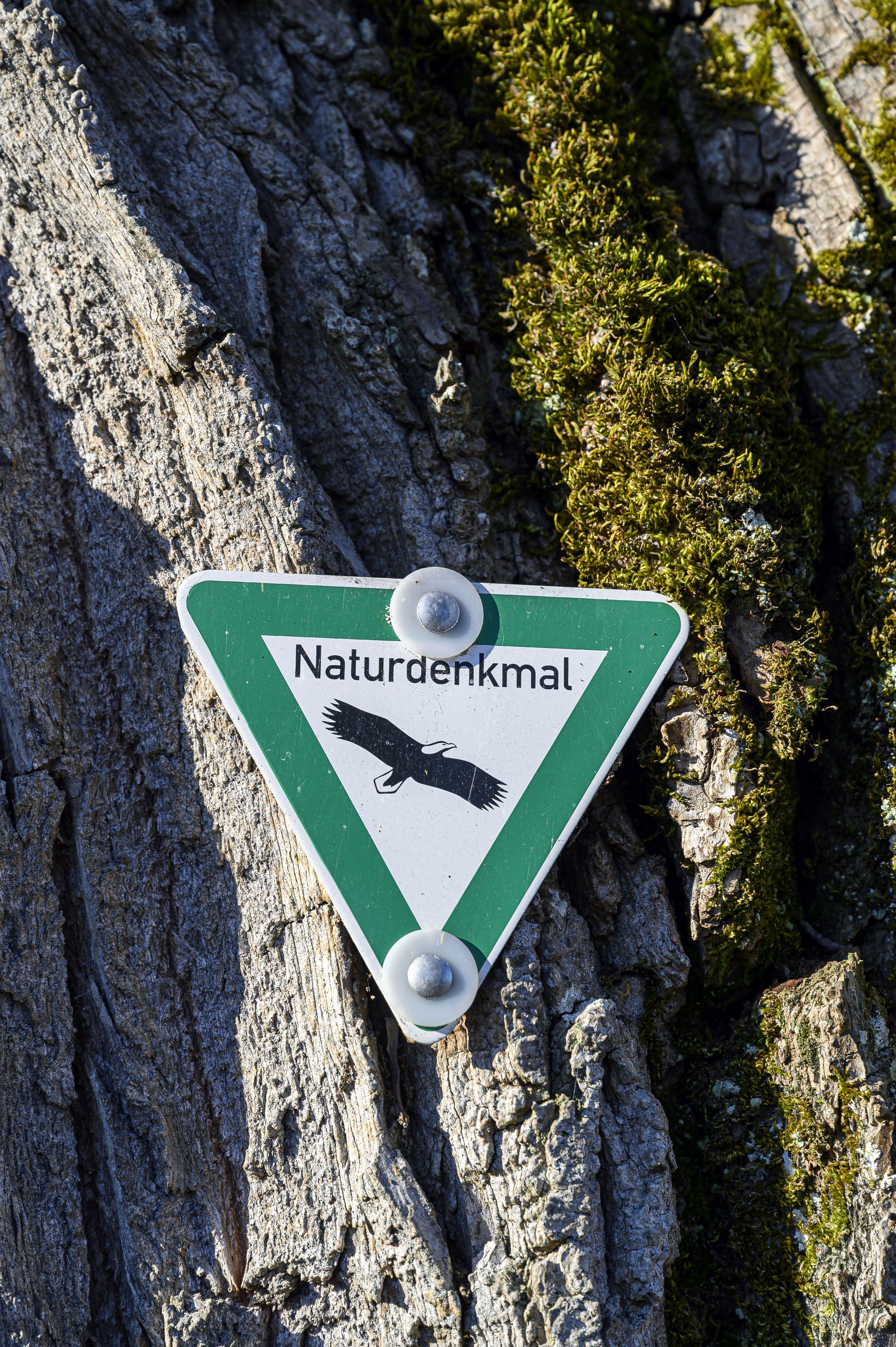 Hinweisschild für ein Naturdenkmal Hinweisschild Naturdenkmal an einem Baum