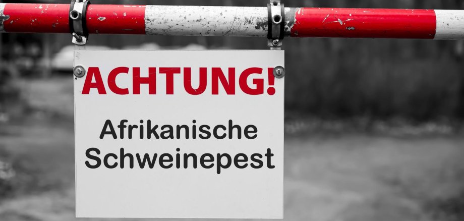 Schild mit der Aufschrift "Achtung Afrikanische Schweinepest" an einer Schranke