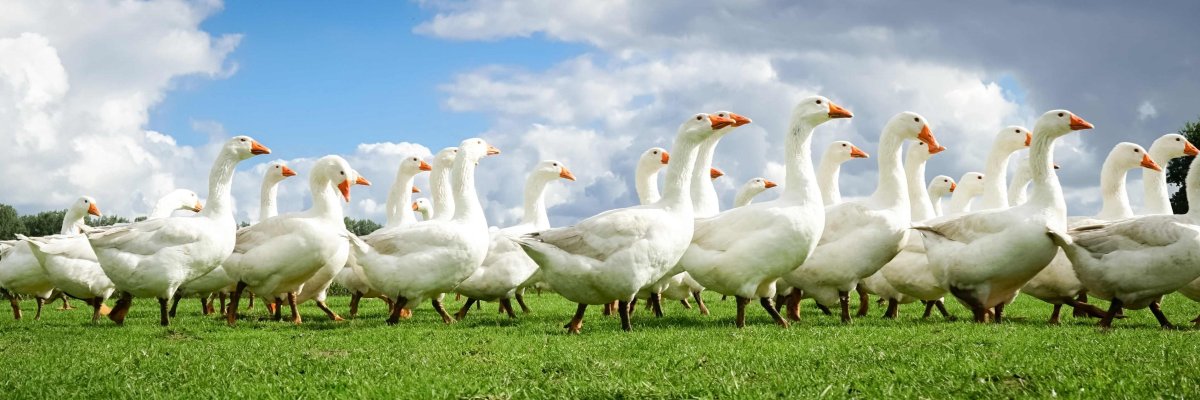 Gänse Gänse auf der Wiese in Bewegung