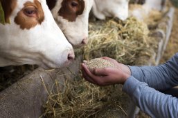 Landwirt füttert Kuh